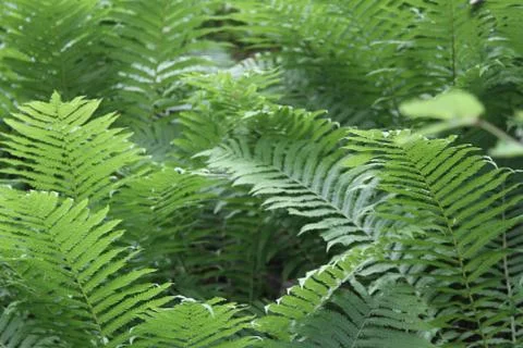 Fern Stock Photos