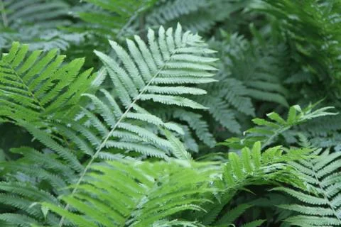 Fern Stock-Fotos