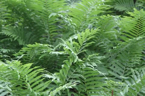 Fern Stock Photos