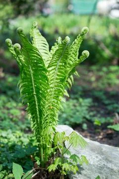 Fern Stock Photos