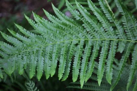 Fern Stock Photos