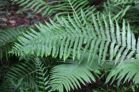 Fern Stock Photos