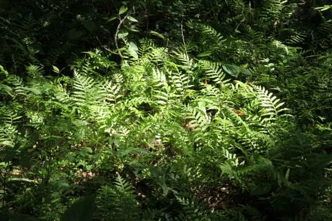Fern Stock Photos