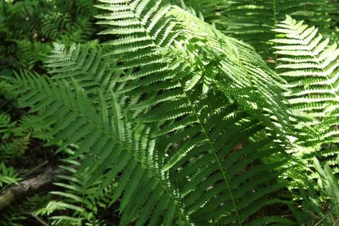 Fern Stock Photos