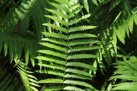 Fern Stock Photos
