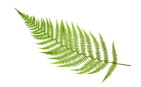 Fern 写真素材
