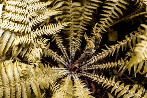 FERN Stock Photos