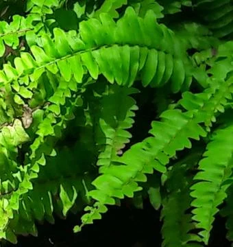 Fern Stock Photos