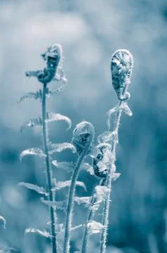 Fern Stock Photos
