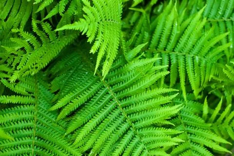 Fern Stock Photos