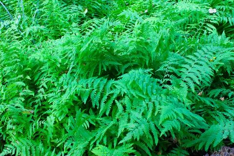 Fern Stock Photos