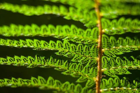 Fern Stock Photos