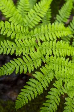 Fern Stock Photos