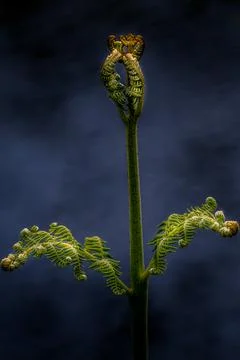 Fern Stock Photos