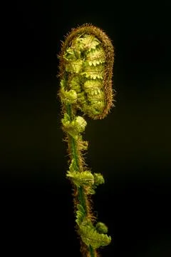 Fern Stock Photos