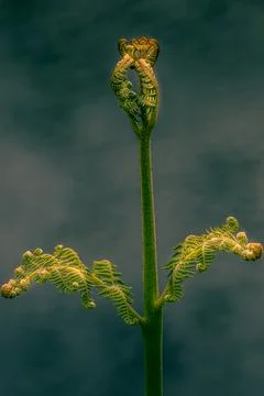 Fern Stock Photos
