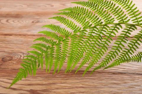 Fern Stock Photos