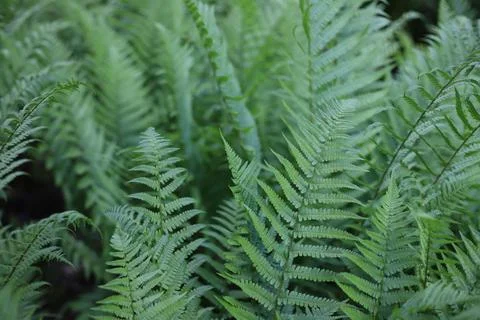 Fern Stock Photos