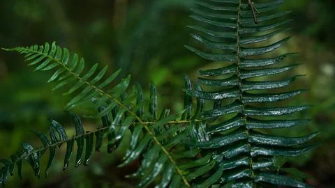 Fern Stock Photos
