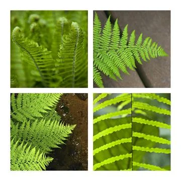 Fern Foto stock