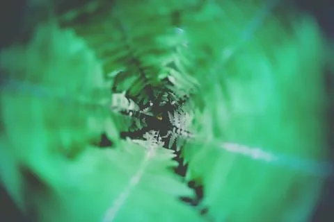 Fern Foto stock