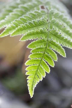 Fern Stock Photos