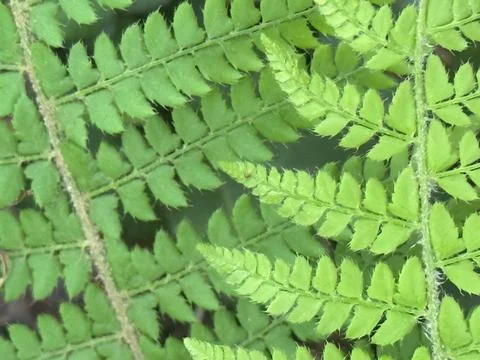 Fern Stock Photos