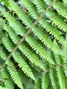 Fern Stock Photos