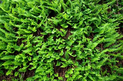 Fern Stock Photos