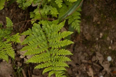 Fern Stock Photos