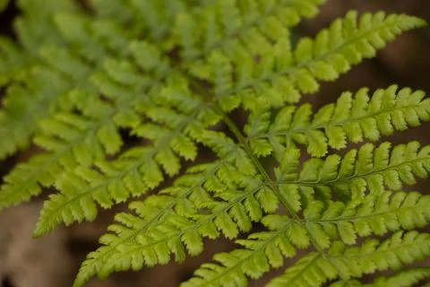 Fern Stock Photos