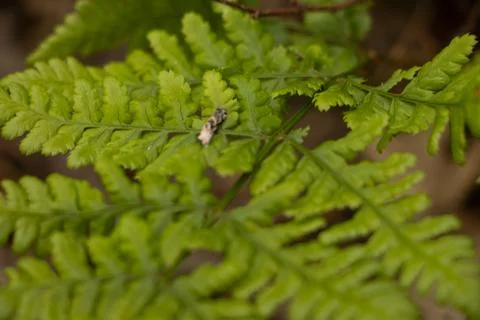 Fern Stock Photos