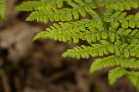 Fern Stock Photos