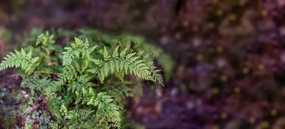 Fern, plant with brown background for copy space, focus of part of plant Stock Photos