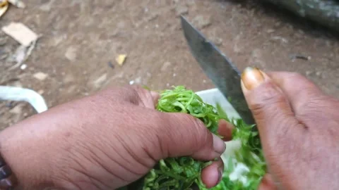 Fern plant Stock Footage 160224390