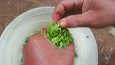 Fern plant Stock Footage 160224448