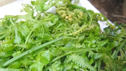 Fern plant Stock Footage 160224471