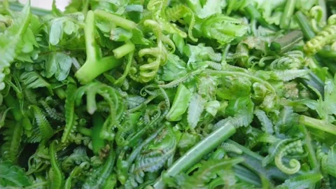 Fern plant Stock-Footage 160224501