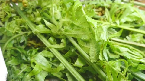 Fern plant Stock Footage 160224540