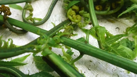 Fern plant Stock Footage 160224563
