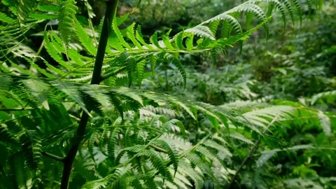 Fern plant Stock Footage 160368158