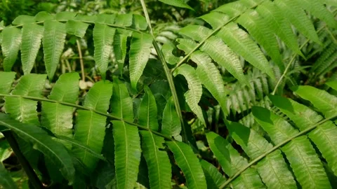 Fern plant Stock Footage 160368181