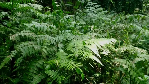 Fern plant Stock-Footage 160368207