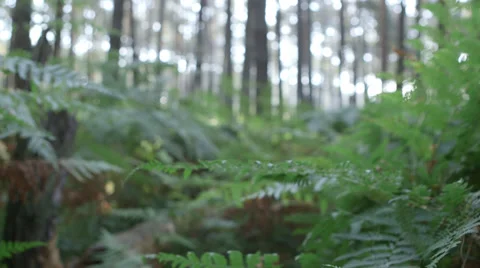 Fern plant in forest - dolly Video stock 34298546