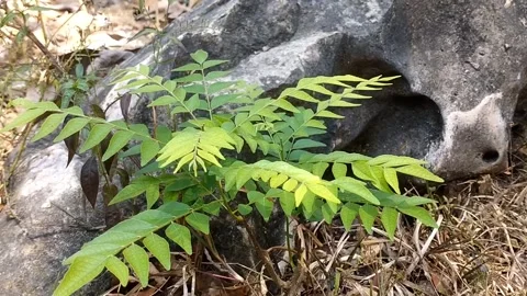 A Fern Plant Growing in the Forest Stock Footage 341263200