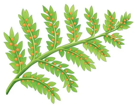A fern plant Stock Illustration