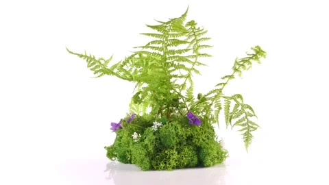 Fern Plant isolated on white Background - Turn around Stock Footage 194725199