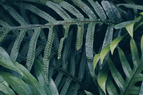 Fern plant leaf background. tree leaves pattern. green foliage creative layou Stock Photos