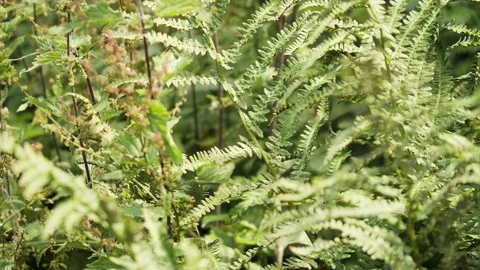 Fern plant leaf close up stock footage Stock Footage