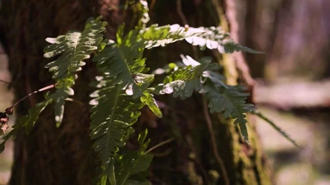 Fern plant leaves on a tree in slow motion Stock Footage 341435565